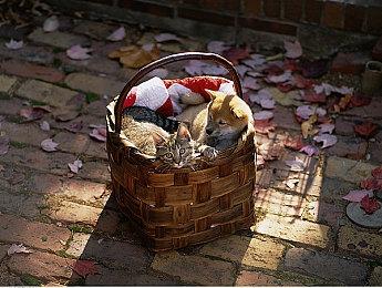 《王国之心》索拉配音演员：功成身退也是一种选择